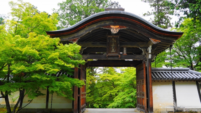 京都二尊院の本堂から眺めた唐門と青もみじ