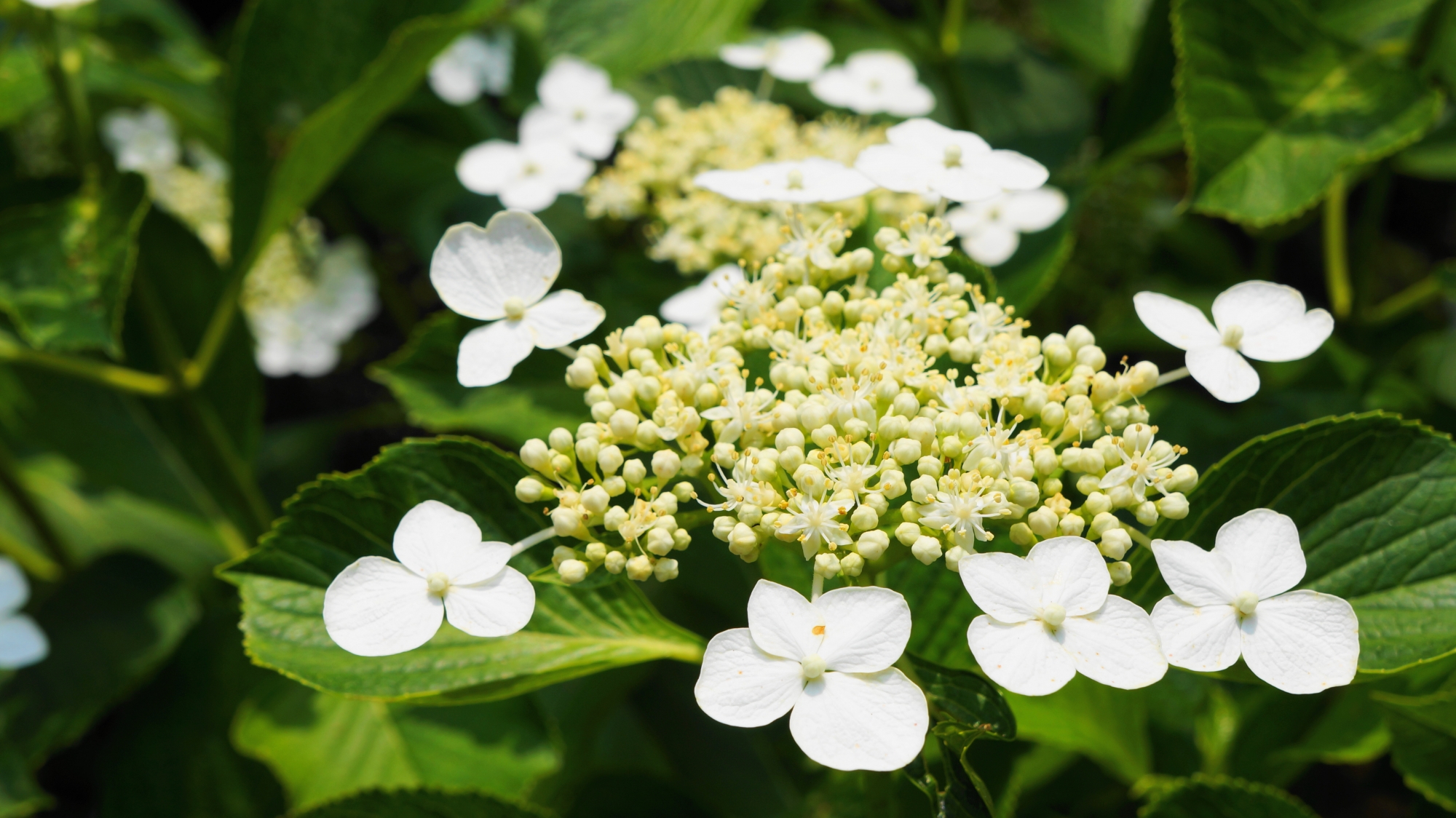 白く輝く花びらをいっぱいに広げて咲き誇るガクアジサイ