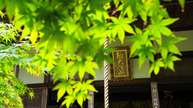 南禅寺の最勝院（高徳庵）の本堂と綺麗な青もみじ
