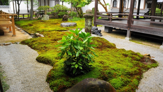 南禅寺の六道庭の絶品の苔
