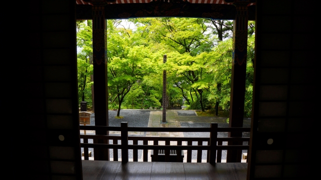 京都永観堂の阿弥陀堂から眺めたみごとな新緑と青もみじ