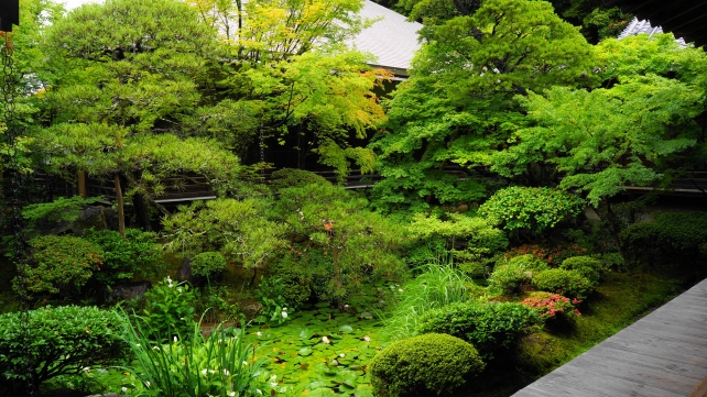 京を代表する都永観堂の方丈北庭の新緑と青もみじ