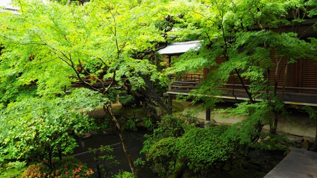 Eikan-do Temple Kyoto 方丈北庭 新緑 青もみじ