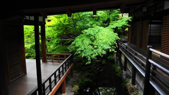禅林寺の方丈北庭の新緑と青もみじ