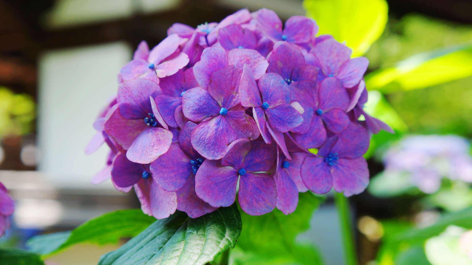 藤森神社の艶やかな色合いの紫の紫陽花