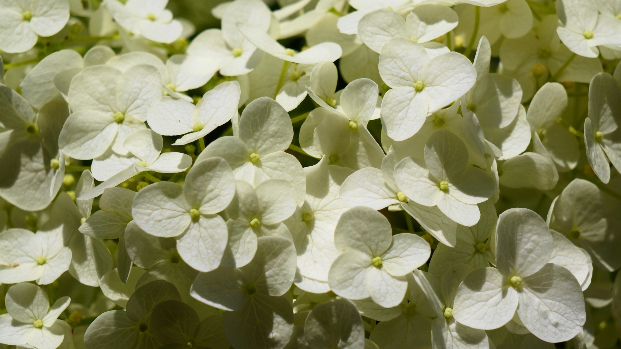 爽快な真っ白な花びら