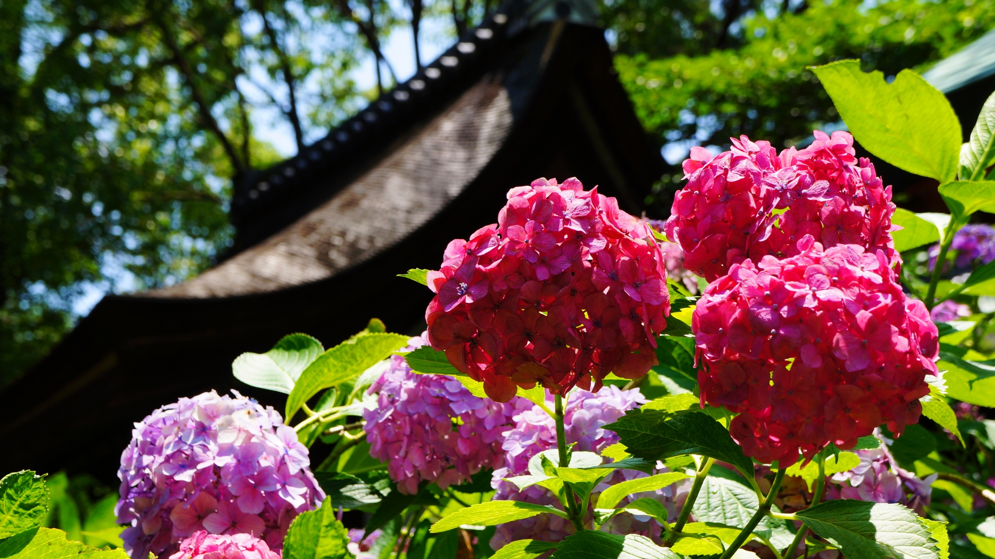藤森神社 紫陽花　華やかな伏見のあじさい祭り