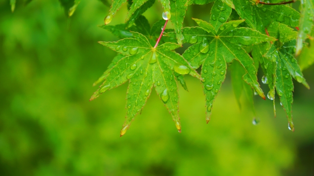 仁和寺の金堂前の雨に濡れた清々しい新緑
