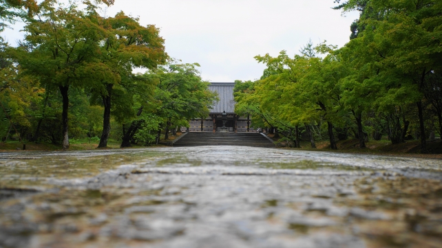 京都仁和寺の金堂の青もみじと新緑
