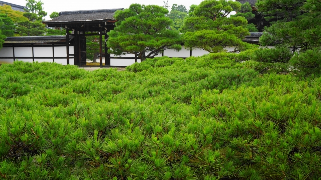 仁和寺の優美な御殿前庭園の松