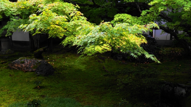 世界文化遺産の京都仁和寺御殿の黒書院前庭園の青紅葉と雨