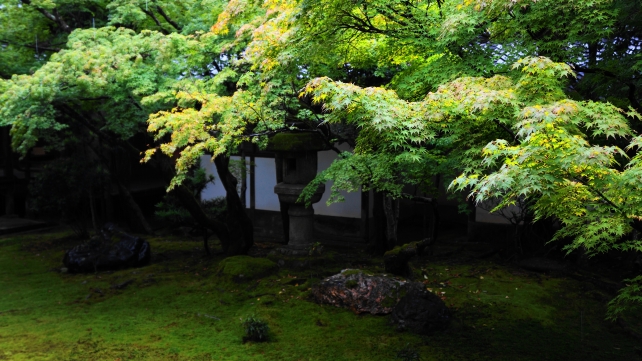 仁和寺御殿の黒書院前庭園の優雅な新緑と雨