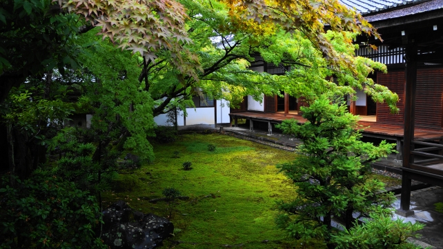仁和寺御殿の黒書院前庭園の鮮やかな青もみじと新緑