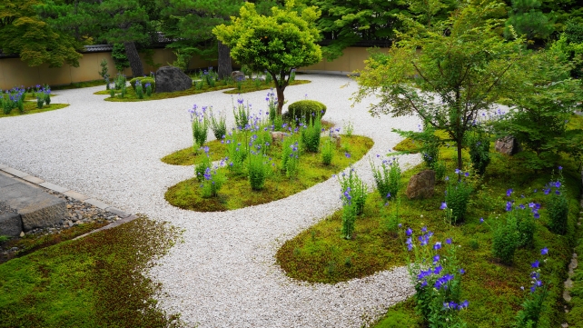 廬山寺の源氏庭に咲く見頃の桔梗と青紅葉