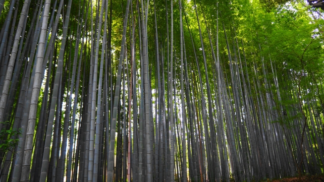 竹の寺の孟宗竹の林