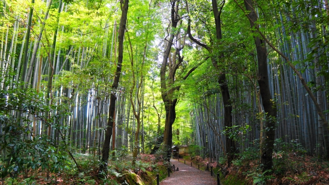 京都竹の寺と呼ばれる地蔵院の孟宗竹の林