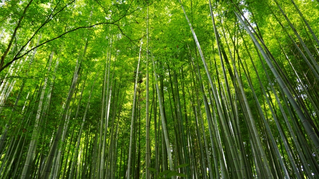 竹の寺と呼ばれる地蔵院の孟宗竹の林