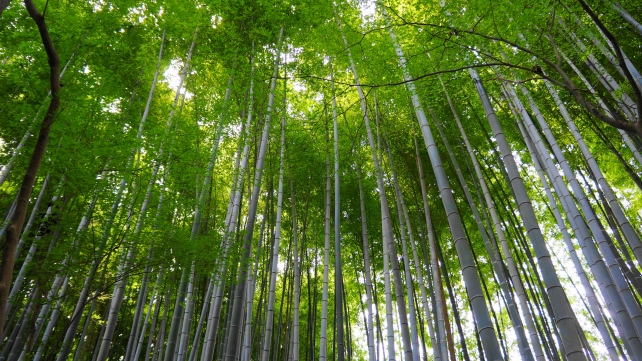 竹の寺の地蔵院の孟宗竹の林