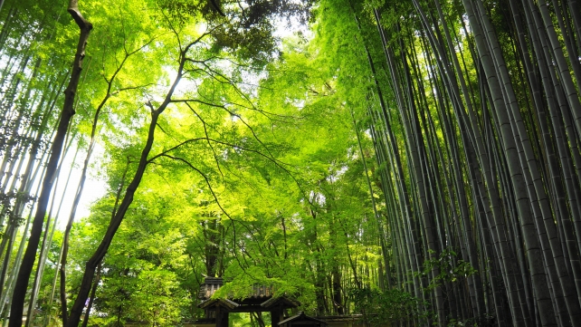 竹の寺地蔵院の総門前の孟宗竹の林と青紅葉