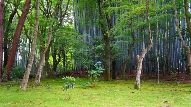 竹の寺地蔵院の本堂前の苔と竹林