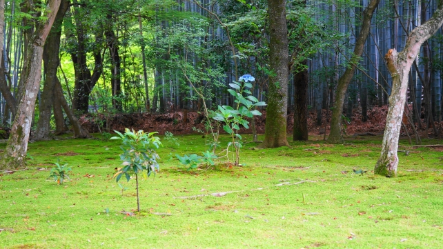 竹の寺地蔵院本堂前のあじさいと苔と竹林