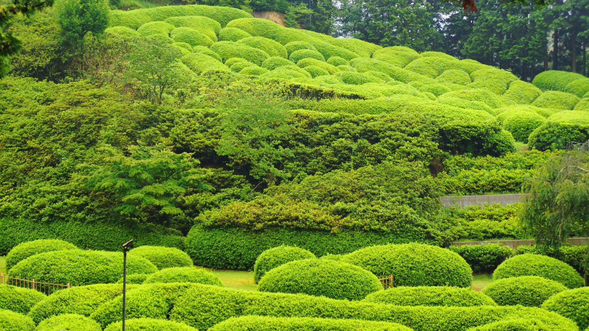 遠目から眺める三室戸寺のツツジの見事な緑の景色