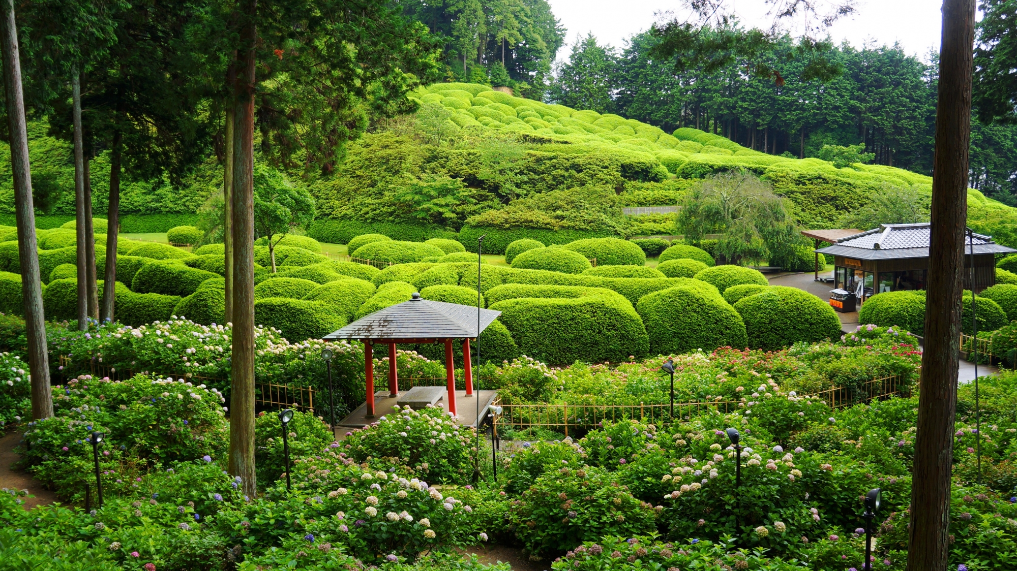 刈り込まれた新緑のツツジが綺麗な三室戸寺のつつじ・あじさい園