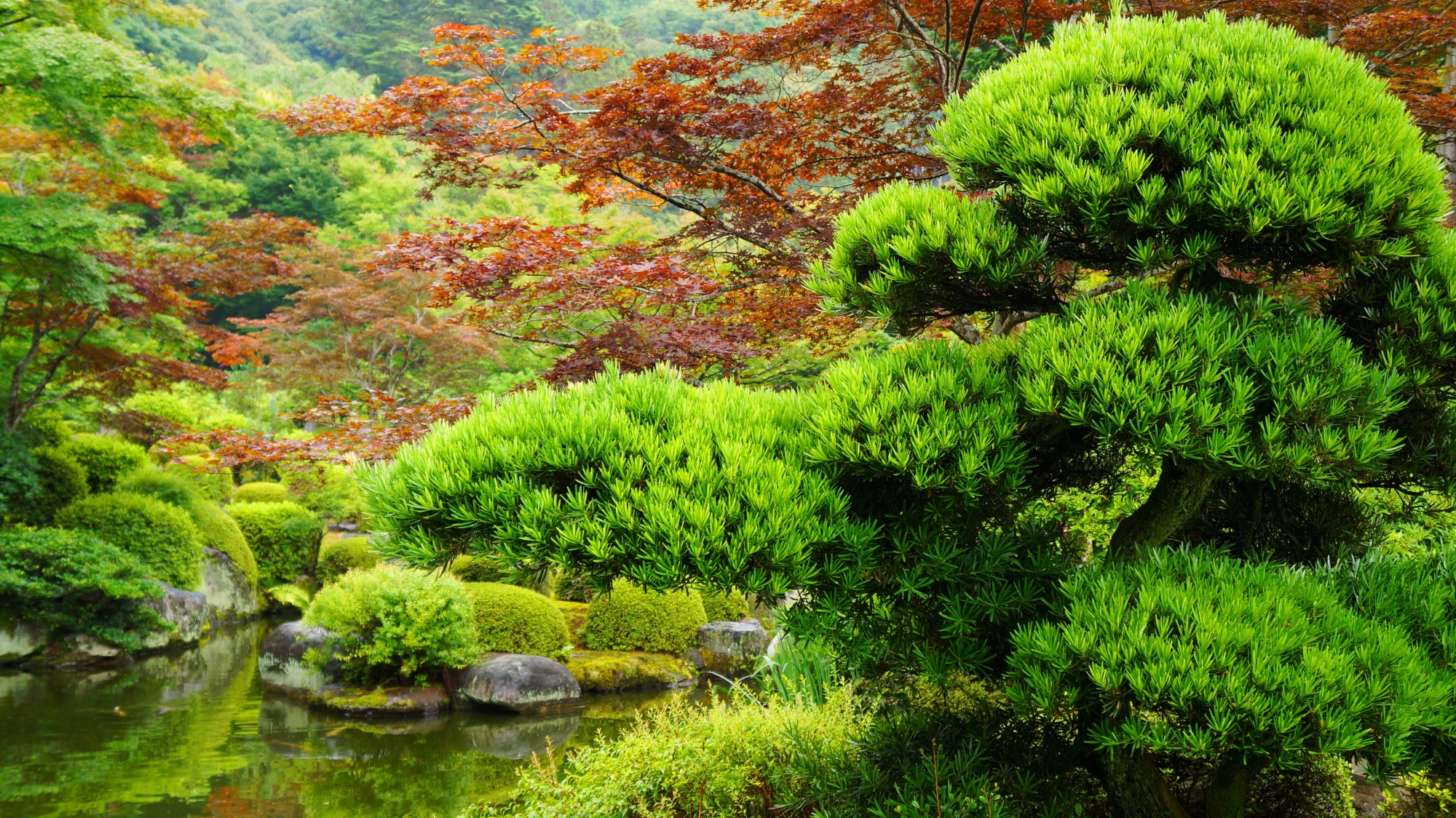 立派な松が見守る三室戸寺の池