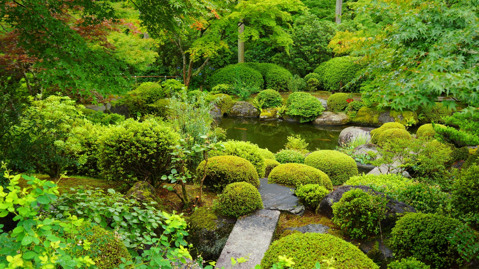 優しく穏やかな緑で溢れる三室戸寺の池泉式庭園