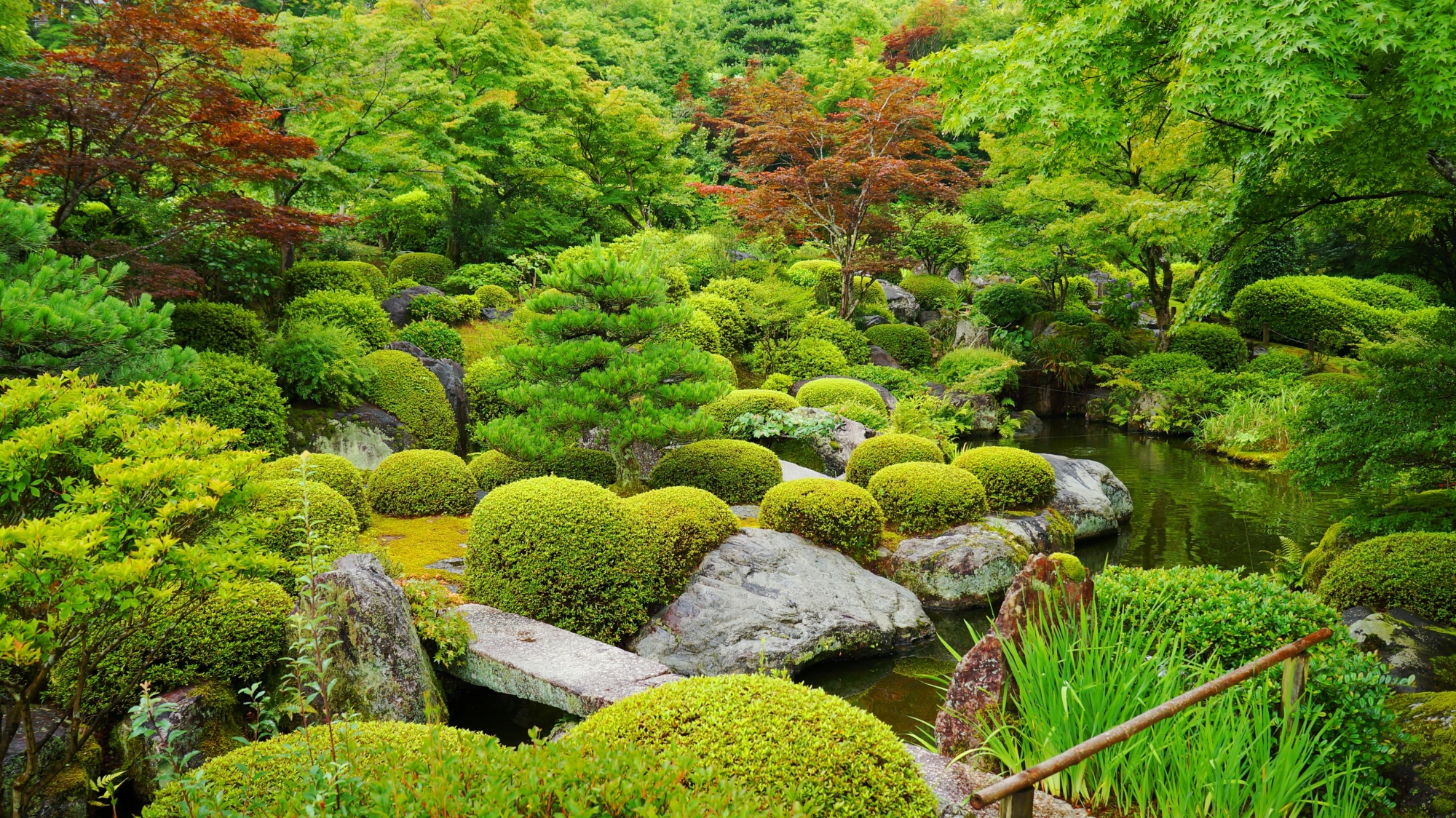 多種多様な植物や木々が植えられている三室戸寺の池泉回遊式庭園