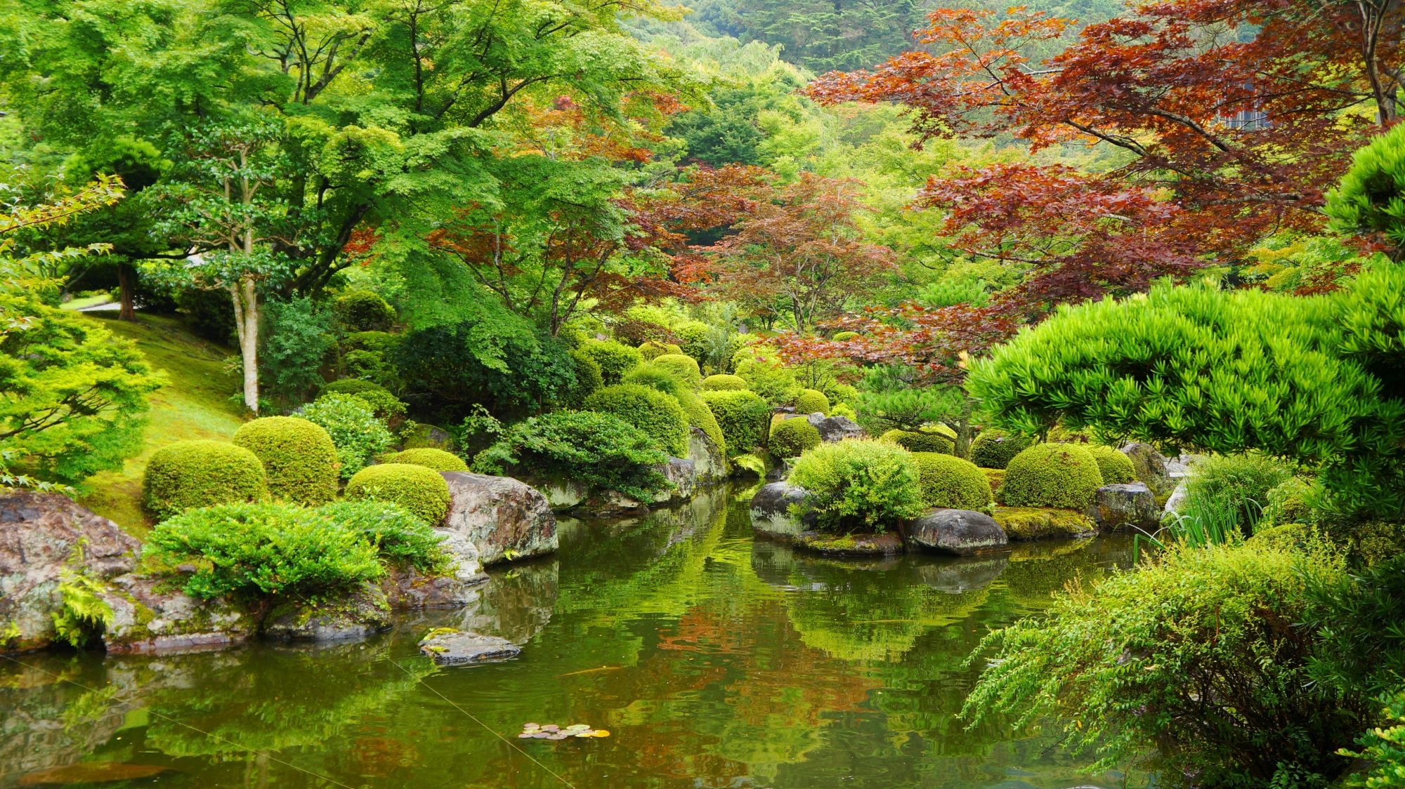 三室戸寺の多彩な緑の溢れる見事な池泉式庭園