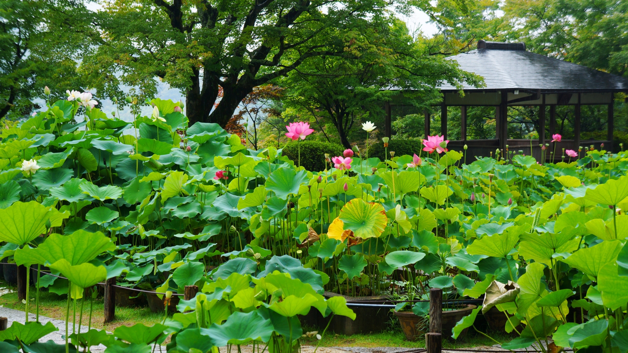 圧倒的な緑と鮮やかな花につつまれる初夏から夏にかけての三室戸寺