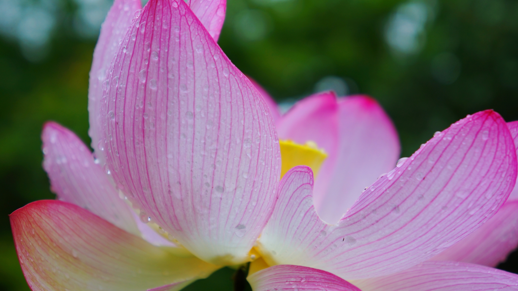繊細な蓮の花びらを潤す雨の雫