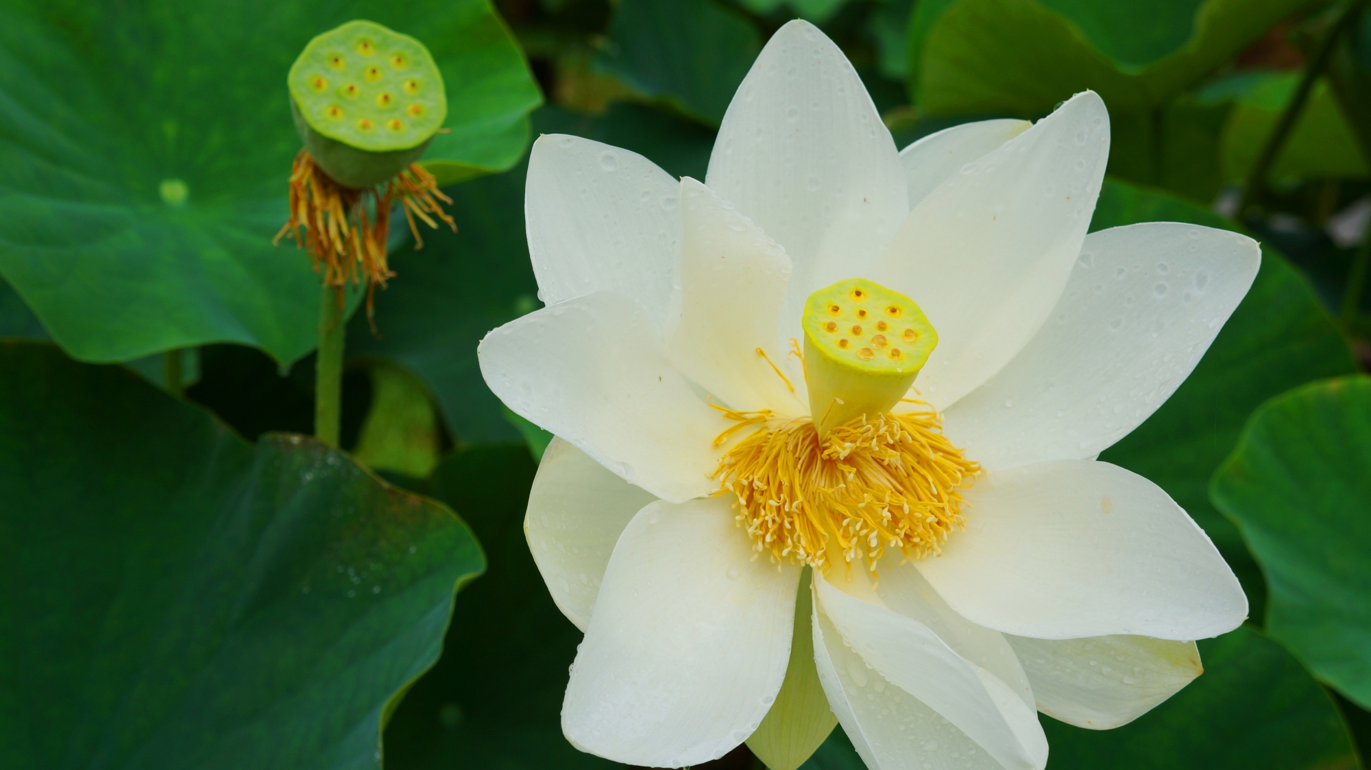 緑の葉の上でそよぐ三室戸寺の白い蓮の花