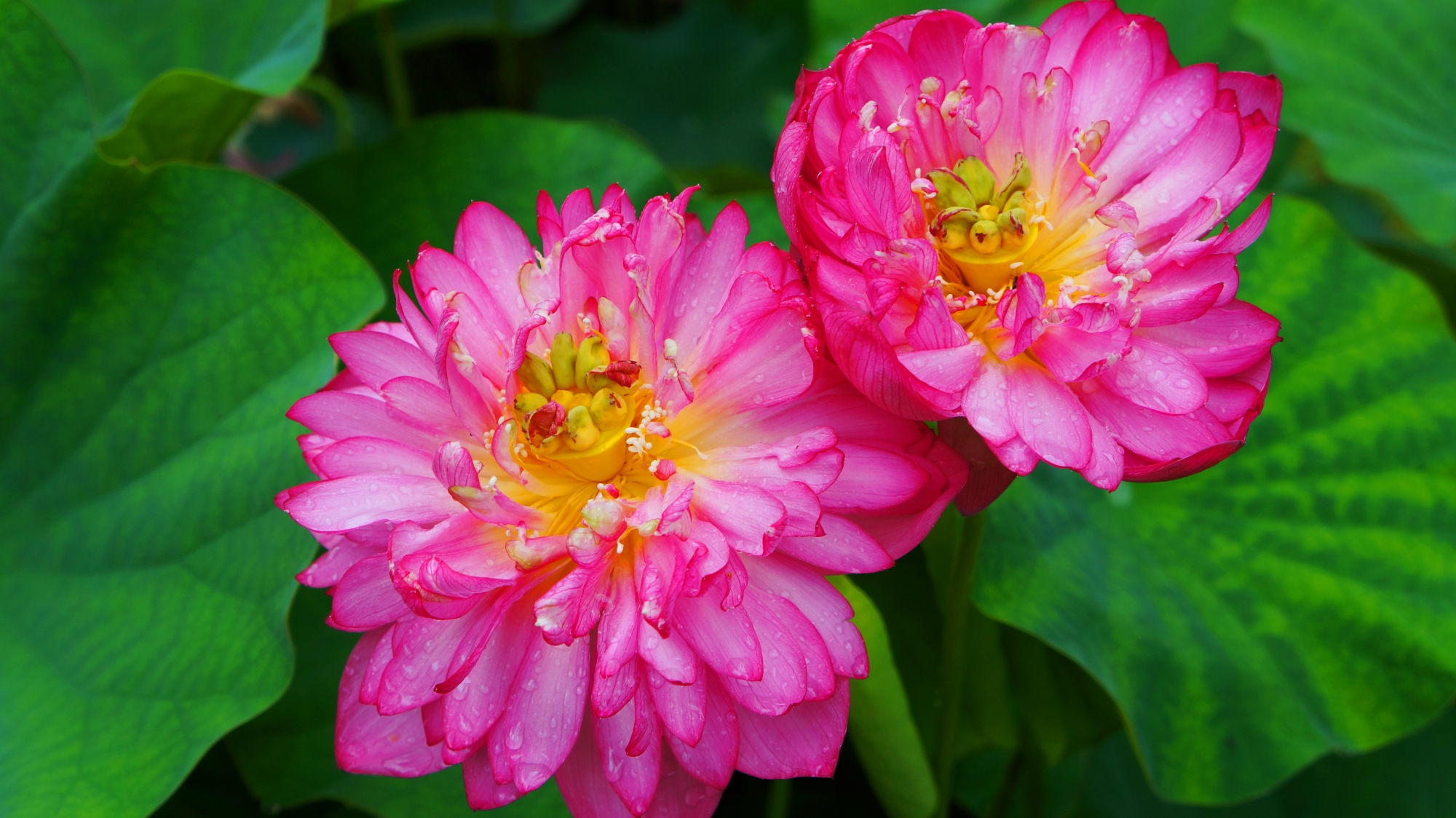 光るような鮮やかなピンクの蓮の花