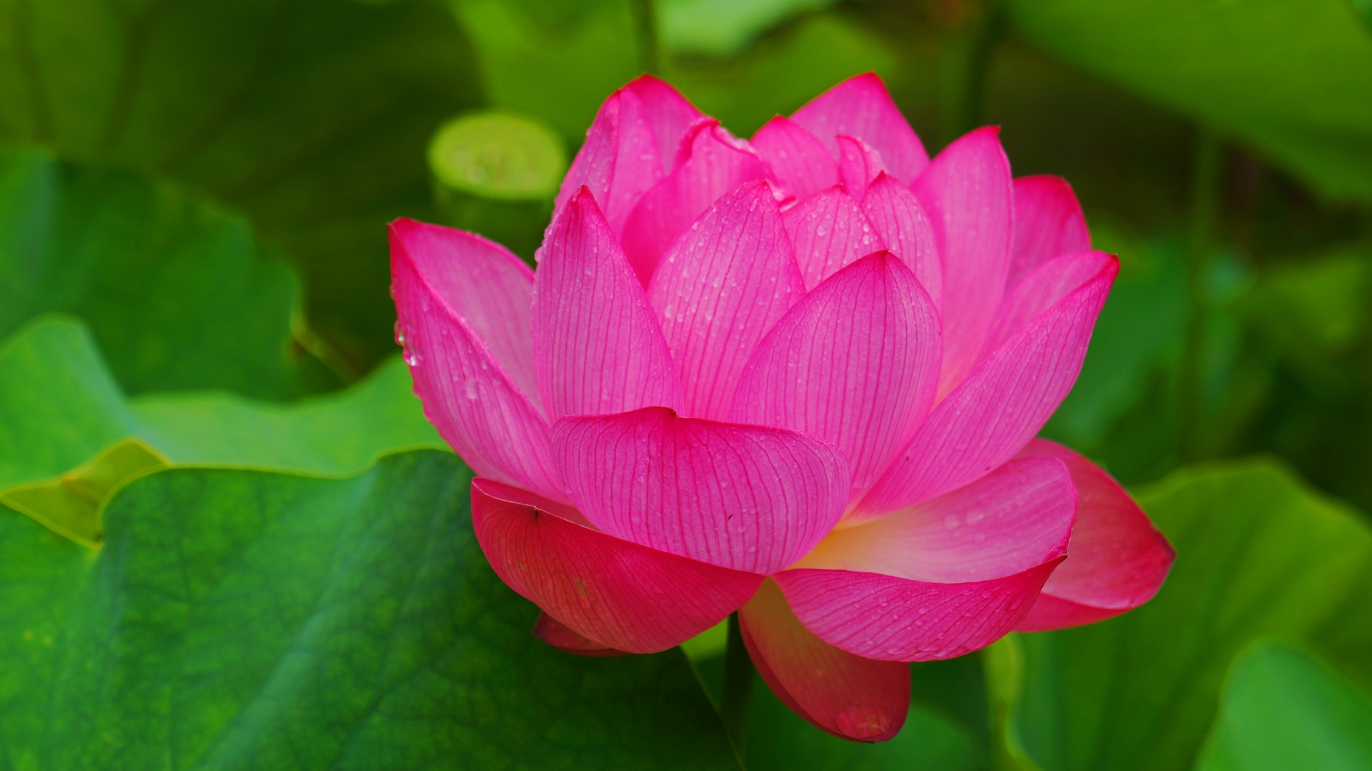 煌くような明るく鮮やかなピンクの蓮の花