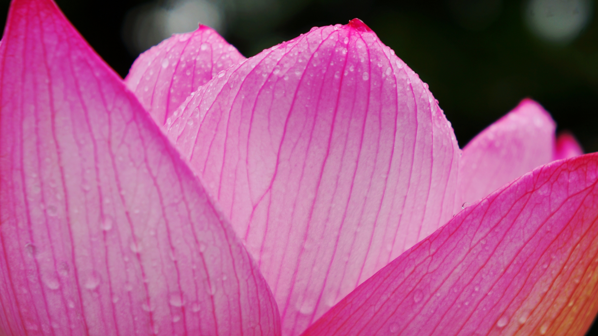 三室戸寺の雨で潤う繊細で可憐なはすの花びら