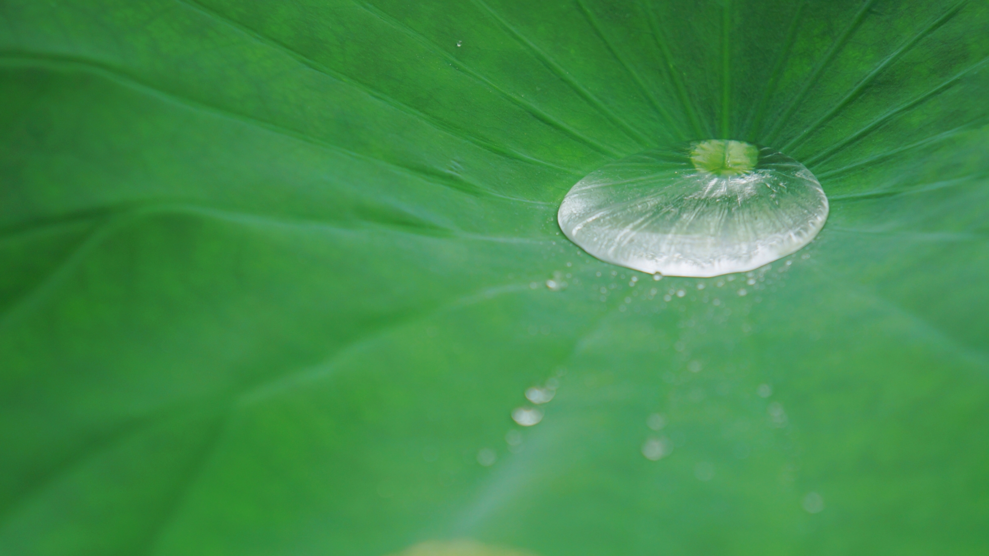 雨水が溜まると重さでしなって流れ落ちていくハスの葉に溜まった水