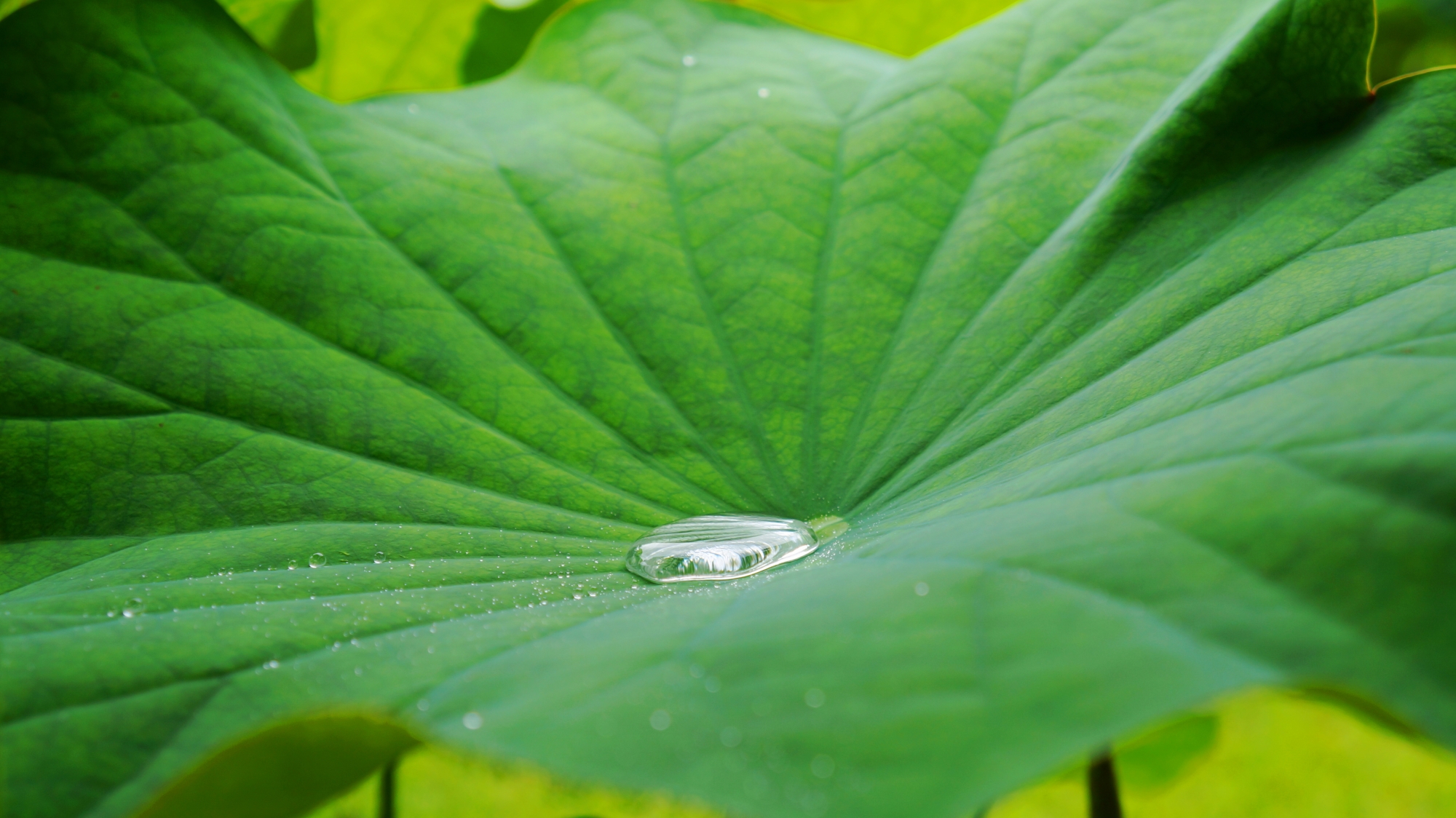 蓮の世界を映し出す小さな鏡のような葉に溜まった雨水