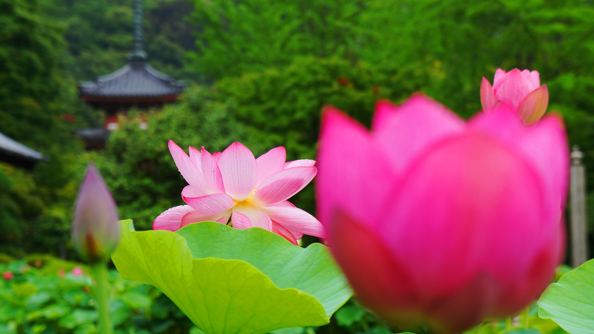 三室戸寺の三重塔と深い緑に映える色とりどりの蓮の花