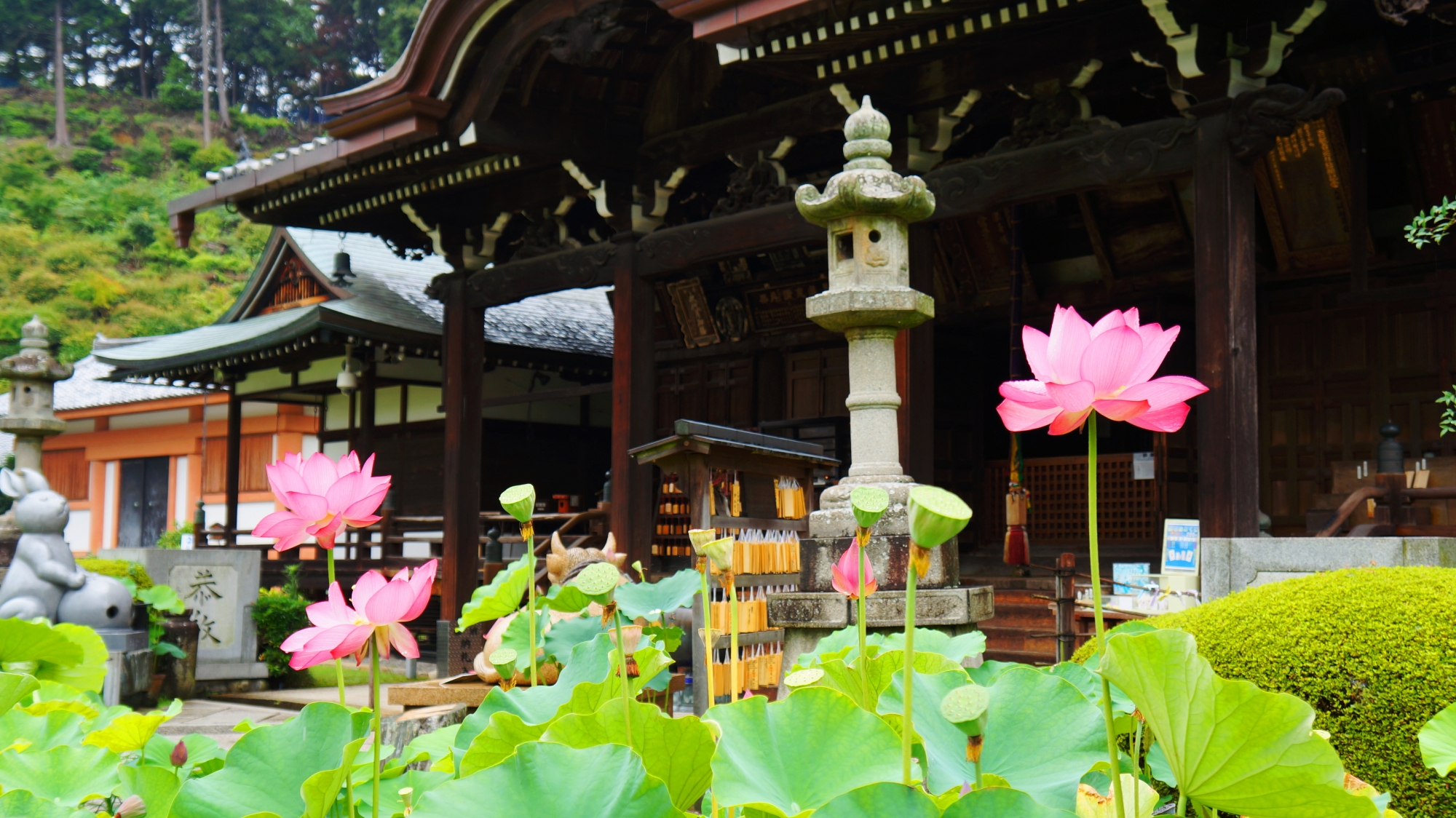 三室戸寺の本堂前の咲き誇る蓮の花
