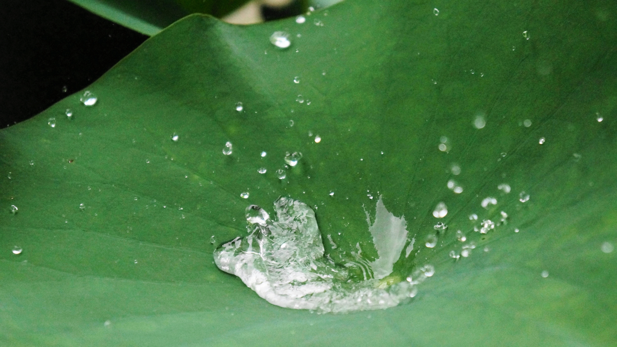 強い雨に打たれて踊る蓮の葉に溜まった水