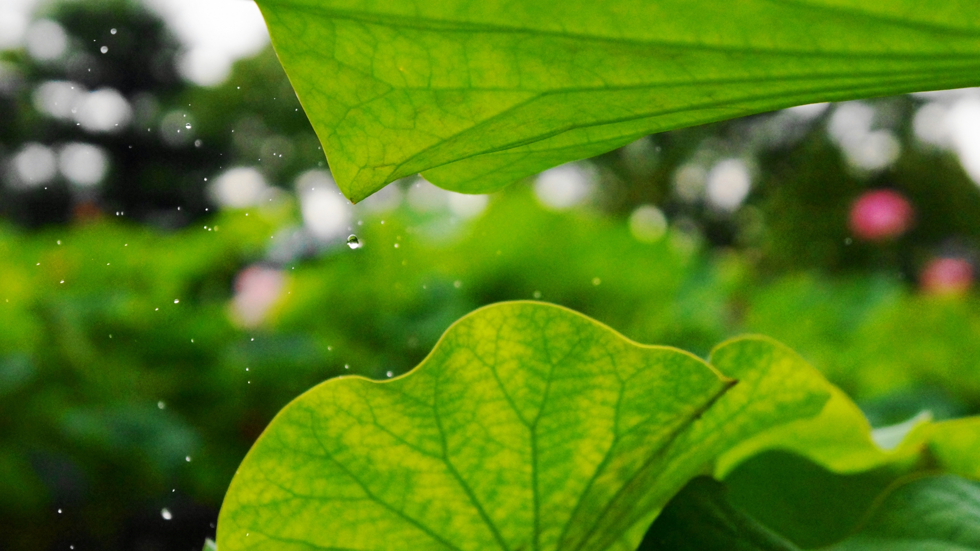 三室戸寺の淡い緑のハスの葉を潤す雨と雫