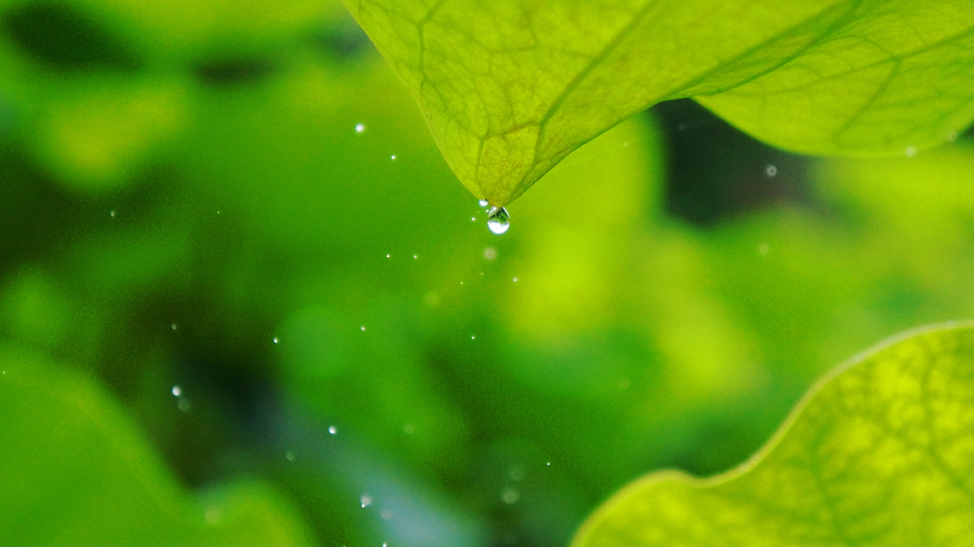 三室戸寺の蓮の葉を滴る小さな水滴