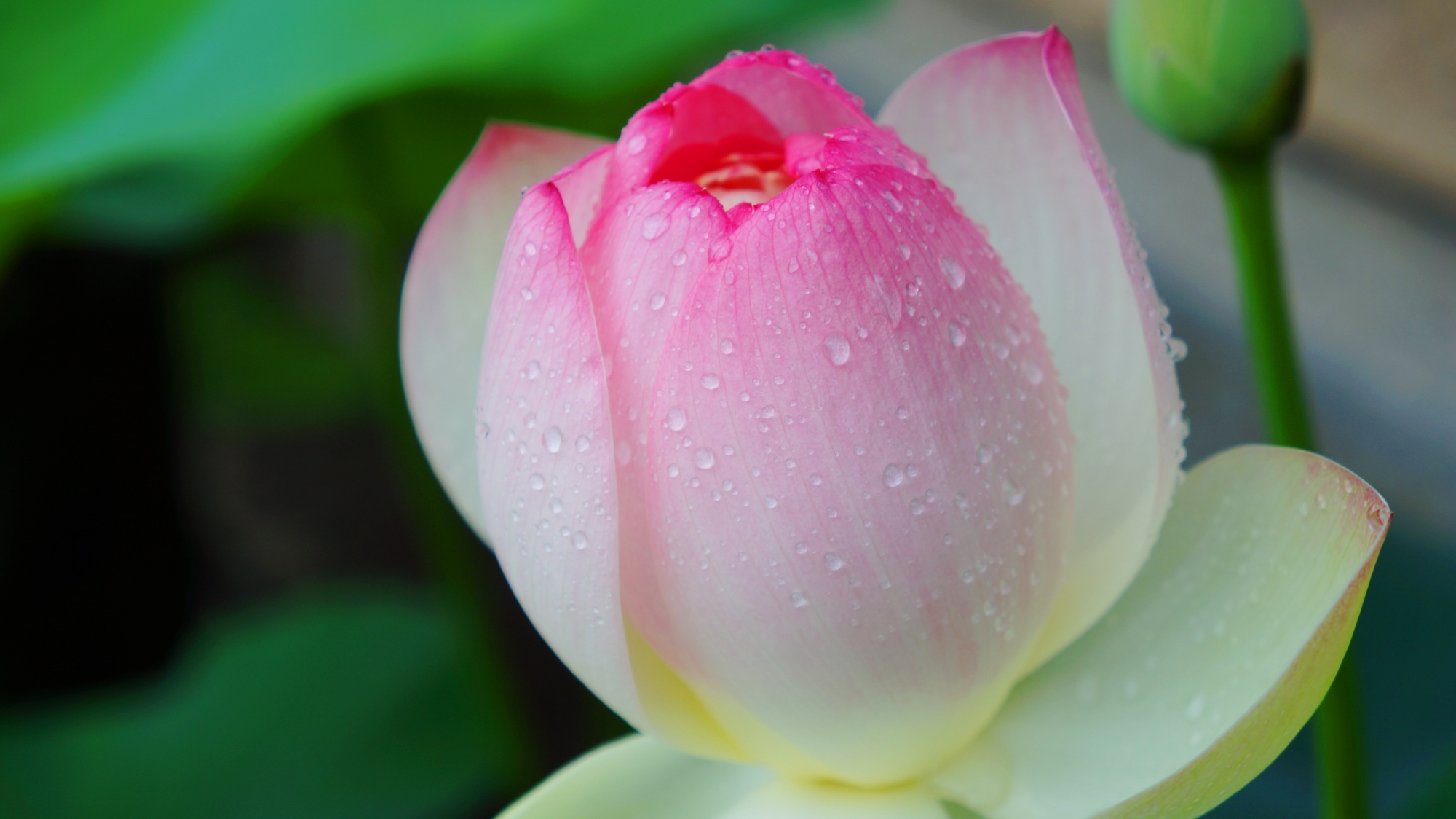 雨に濡れる先がピンクがかった上品な白い蓮の花
