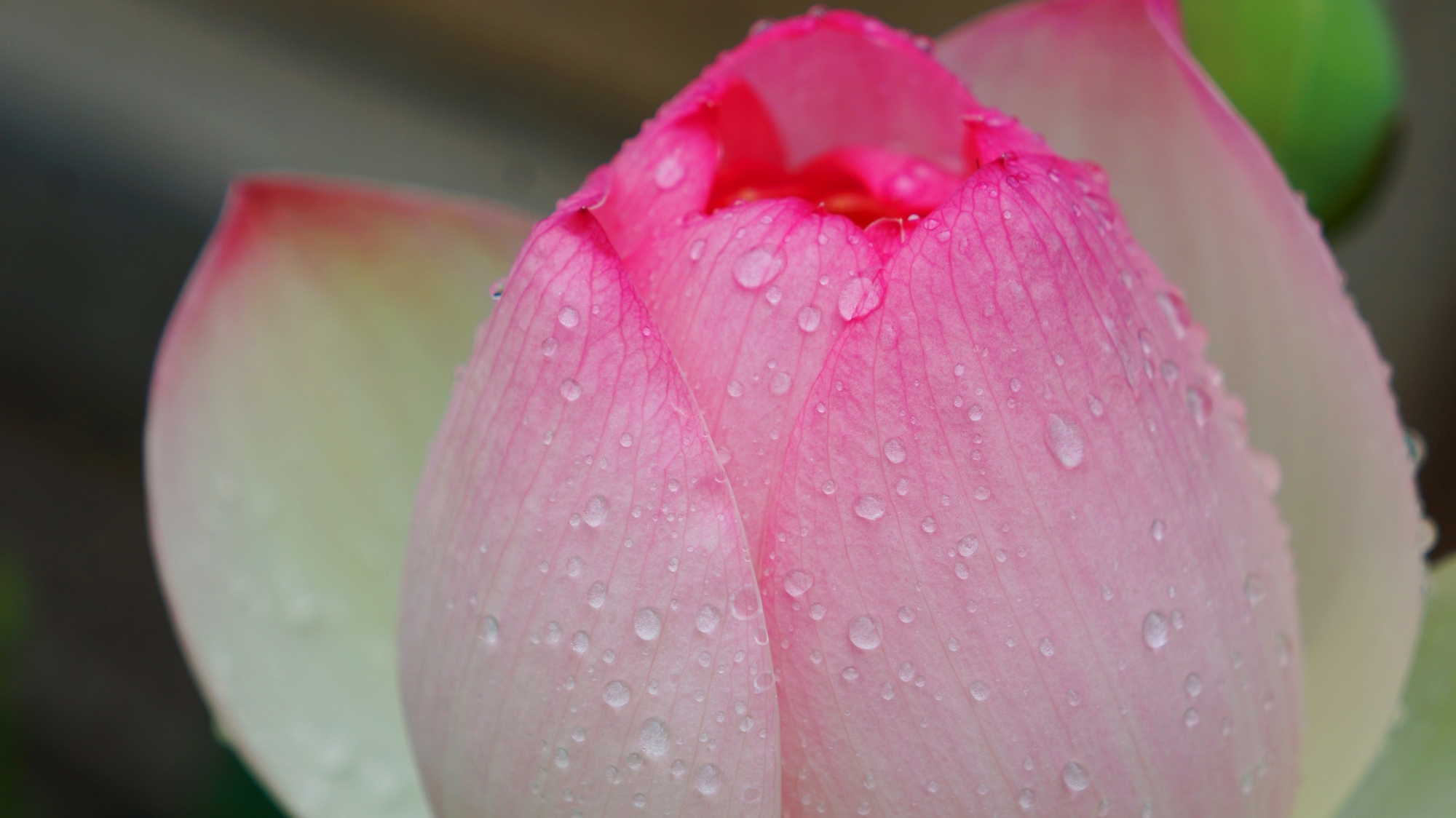 三室戸寺の素晴らしい蓮の花と雨の情景