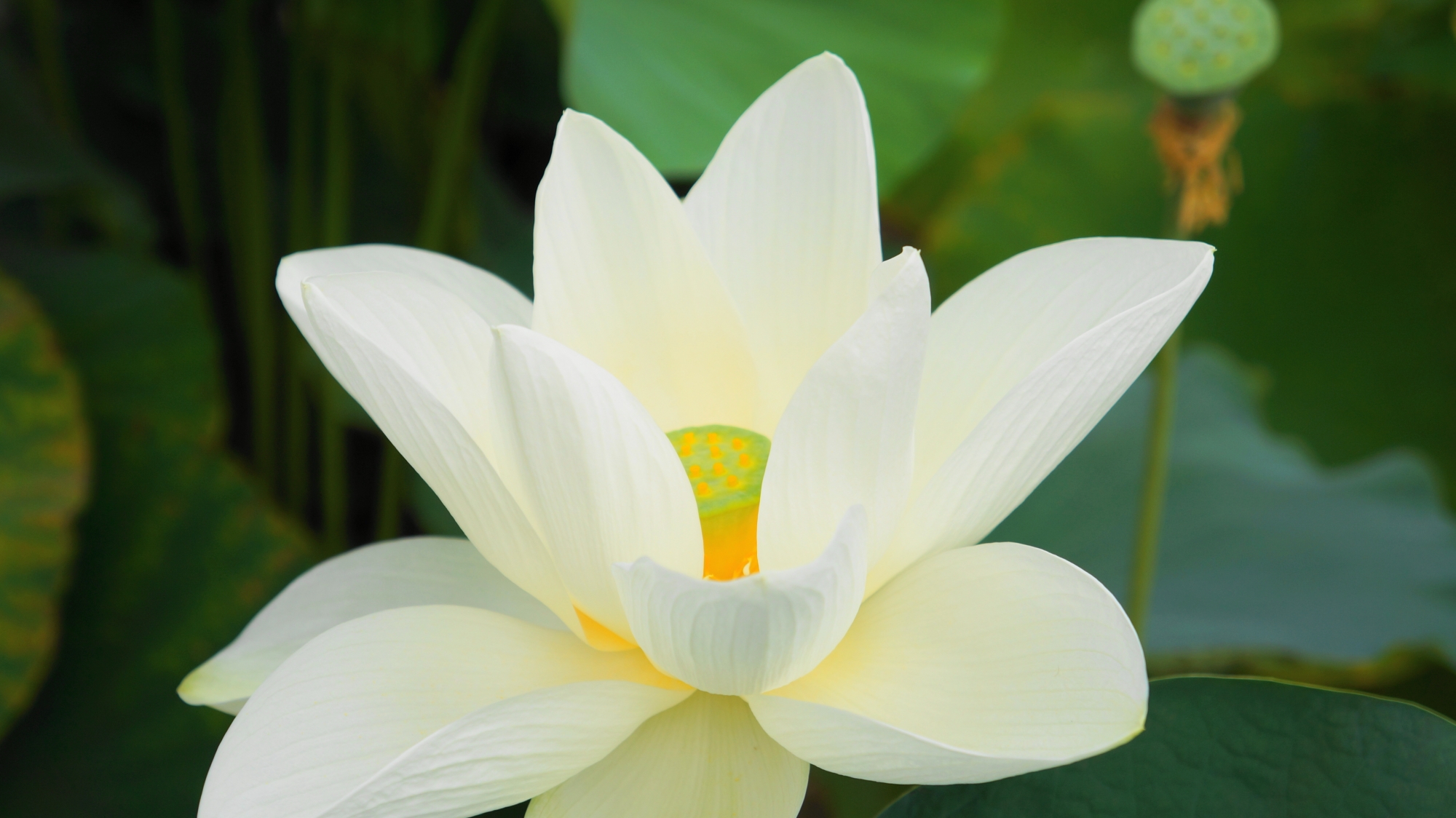 しっとりとした白さの法金剛院の優美な蓮の花