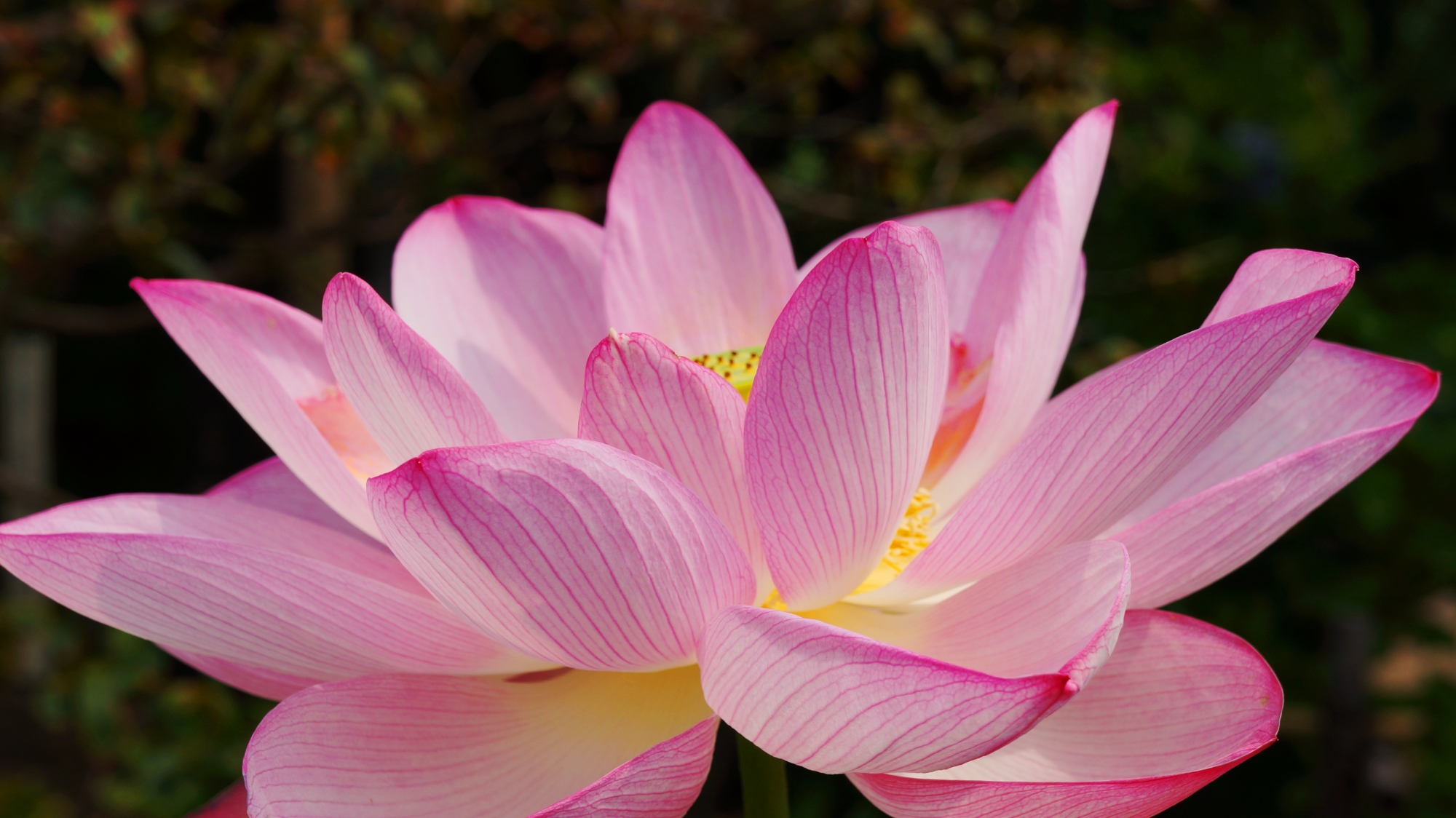 ふわりと輝くような法金剛院の満開の蓮の花