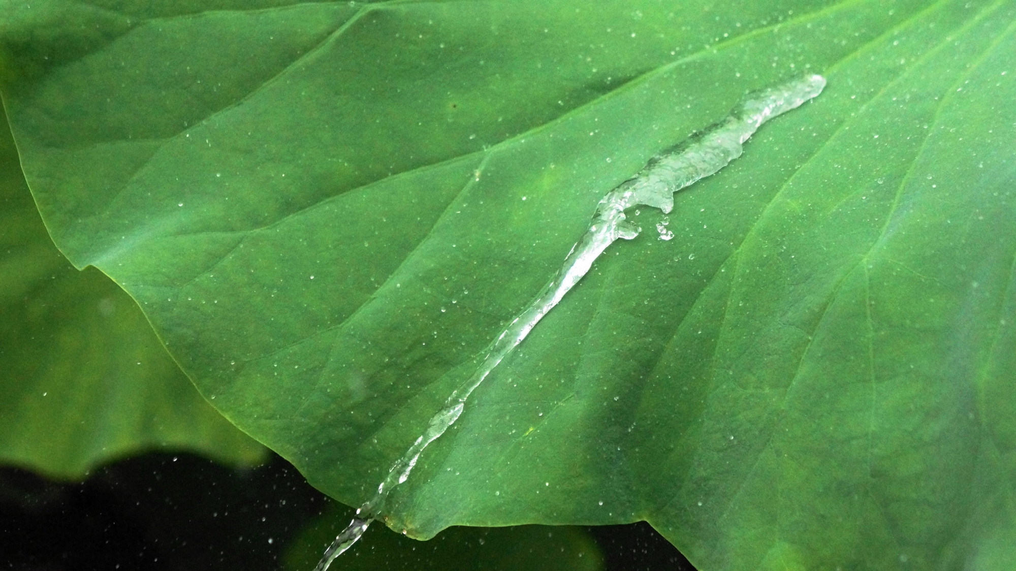 緑の蓮の葉と雨水の作り出す自然の芸術