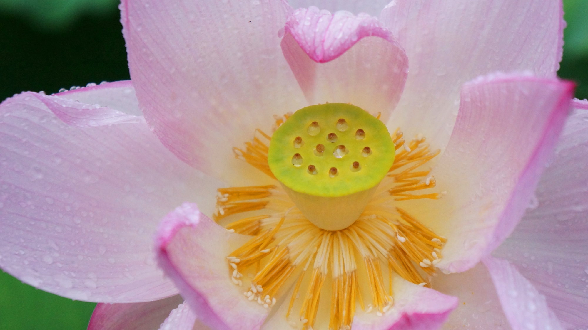 雨が演出する風情と華やかさのある法金剛院の蓮の花
